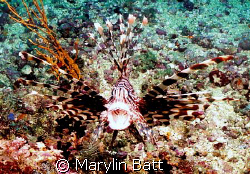 Lion fish with a suprised look.  Nikonos v 28mm by Marylin Batt 